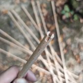 Древко для стрелы буковое (Дел)
